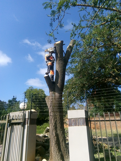 tree felling removal